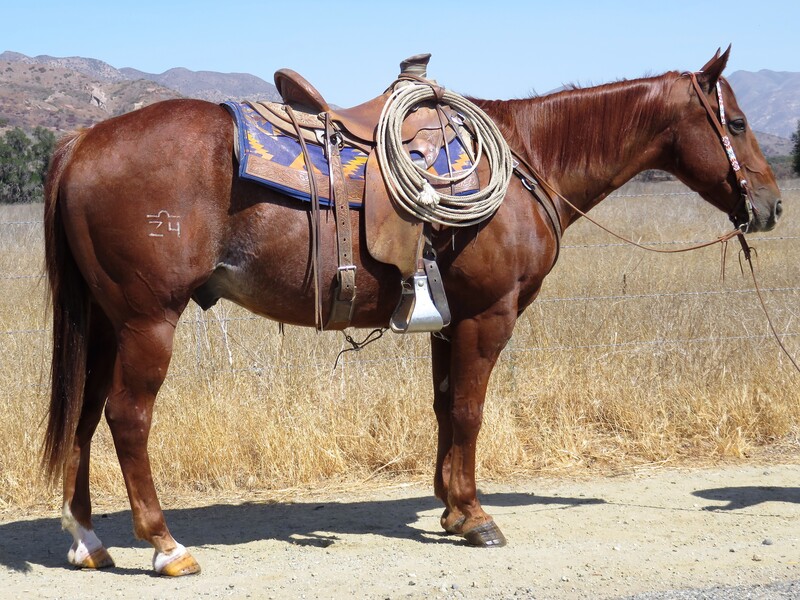 11 YEAR OLD 15.1 HAND RED ROAN GELDING **VIDEO**