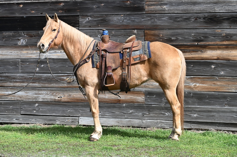 Beautiful 12yo Palomino Mare Trail Horse
