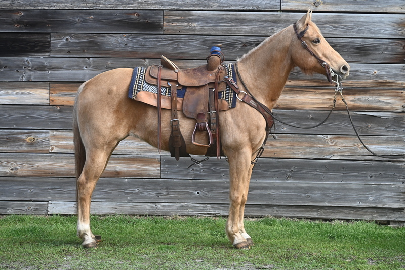 Beautiful 12yo Palomino Mare Trail Horse