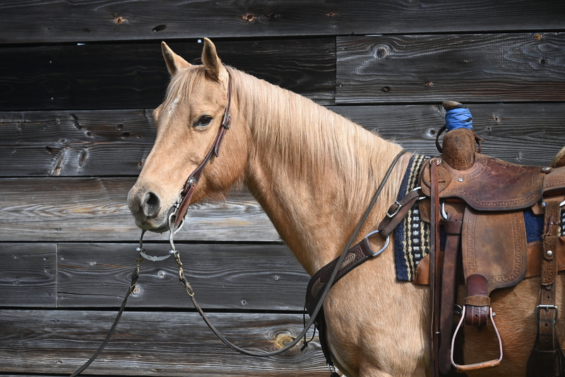 Beautiful 12yo Palomino Mare Trail Horse