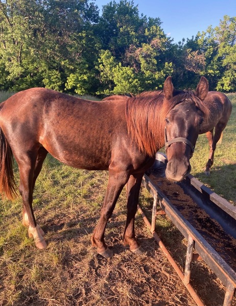 2 Yr Old Black Gelding 