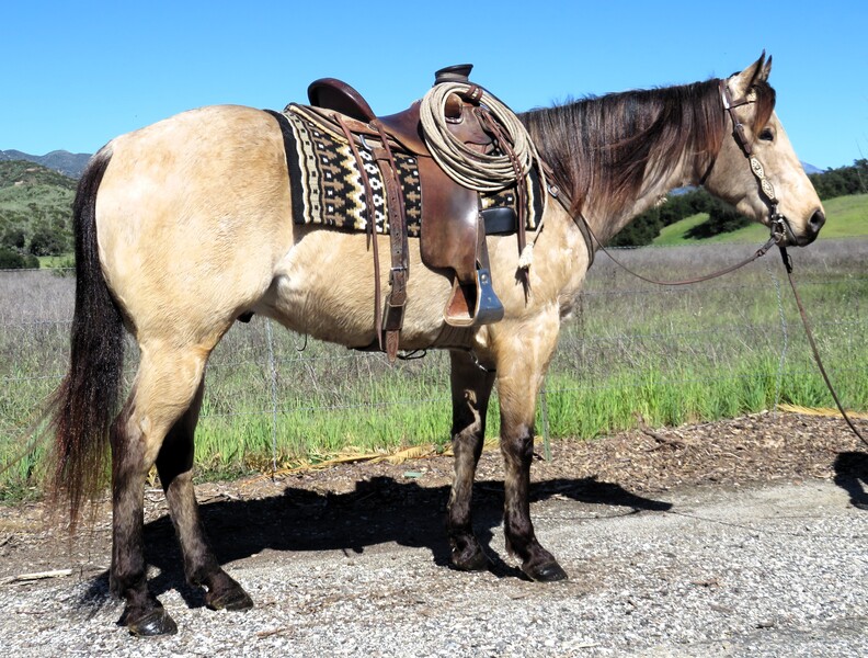 6 YEAR OLD 16 HAND BUCKSKIN GELDING
