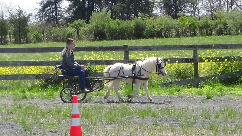 Cute 4 Year old Paint MINI gelding rides/drives
