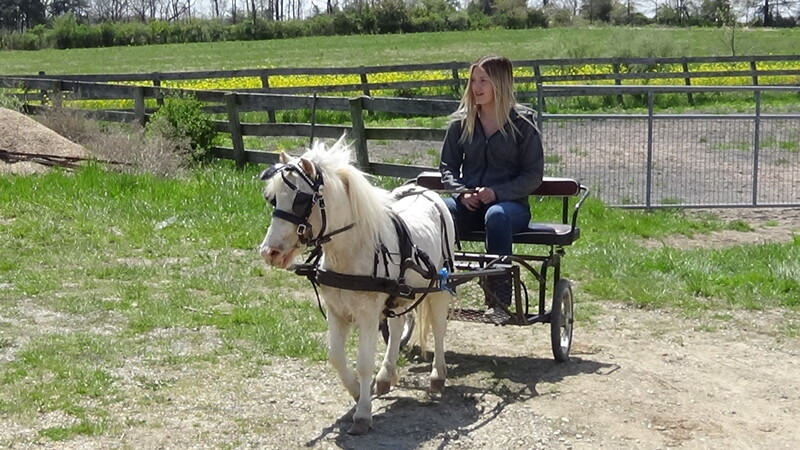 Cute 4 Year old Paint MINI gelding rides/drives