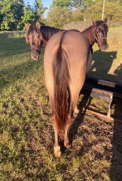 Stunning Well Bred Grulla Filly 