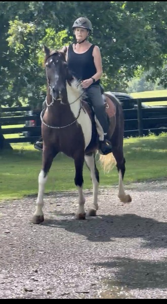 14.3 Easy To Ride Sweet Trail Horse