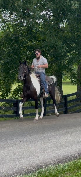 14.3 Easy To Ride Sweet Trail Horse