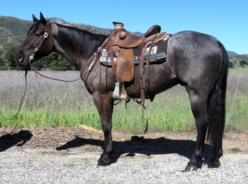 4 YEAR OLD 14.3+ HAND BLUE ROAN GELDING ===VIDEO===