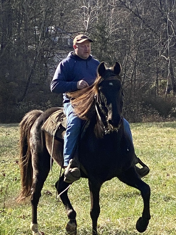15.1 Flashy Gaited Trail Horse Deluxe!