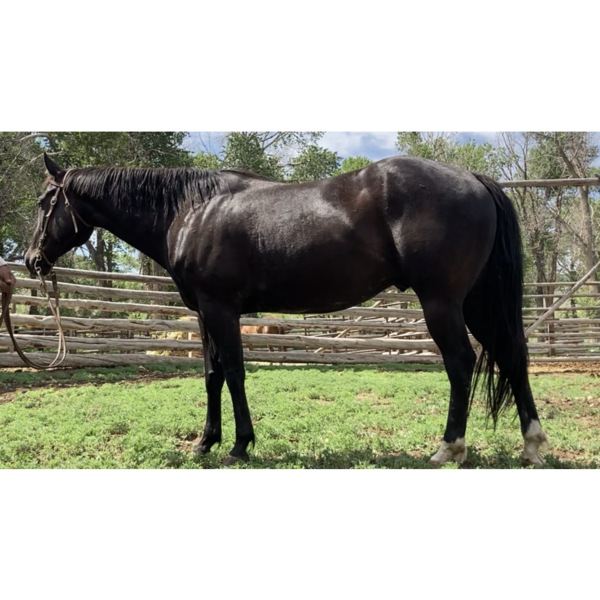 8 YEAR OLD 15.3 HAND BLACK GELDING