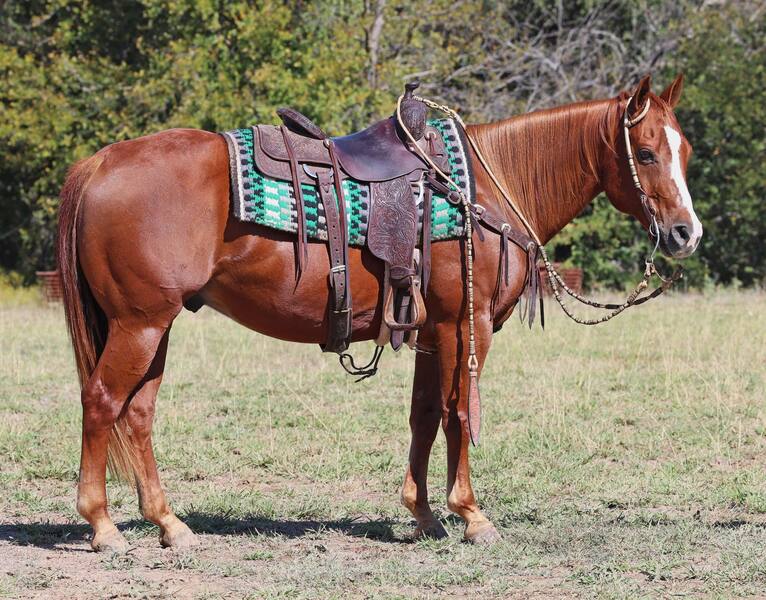12 YEAR OLD 14.2 HAND SORREL GELDING