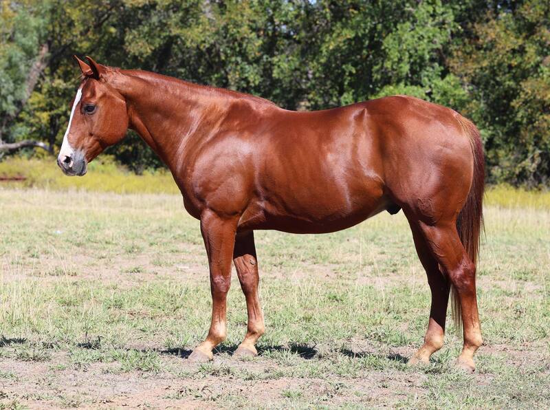 12 YEAR OLD 14.2 HAND SORREL GELDING