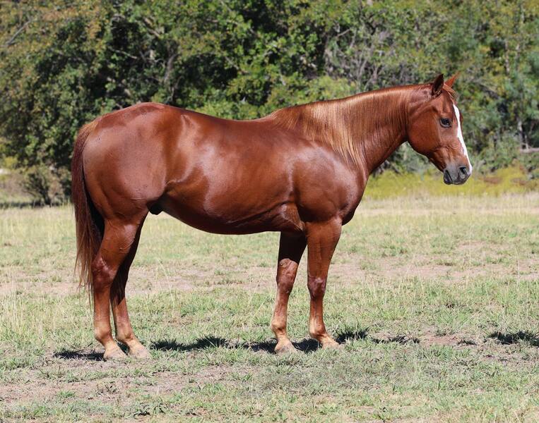 12 YEAR OLD 14.2 HAND SORREL GELDING