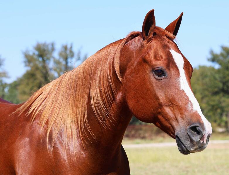 12 YEAR OLD 14.2 HAND SORREL GELDING