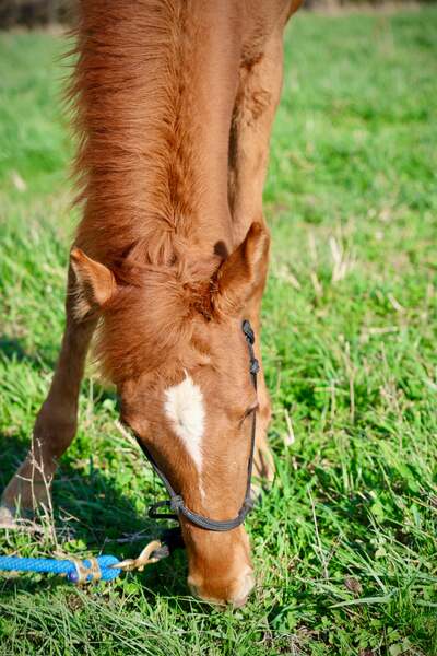 Sweet Lovable Yearling Colt
