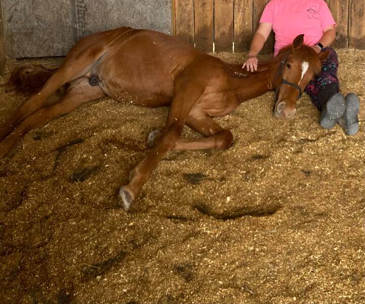 Sweet Lovable Yearling Colt