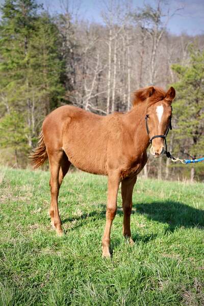 Sweet Lovable Yearling Colt 