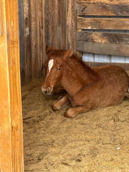 Sweet Lovable Yearling Colt
