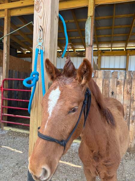 Sweet Lovable Yearling Colt