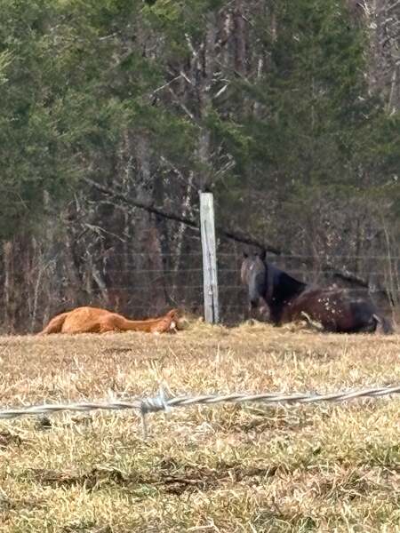 Sweet Lovable Yearling Colt