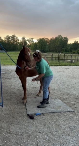 Sweet Lovable Yearling Colt