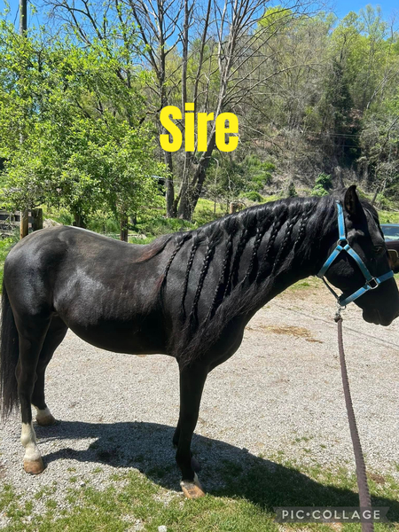 Sweet Lovable Yearling Colt