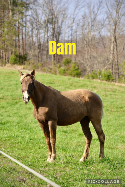 Sweet Lovable Yearling Colt