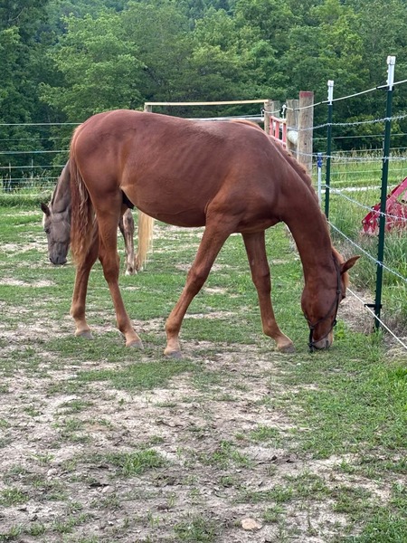 Sweet Lovable Yearling Colt