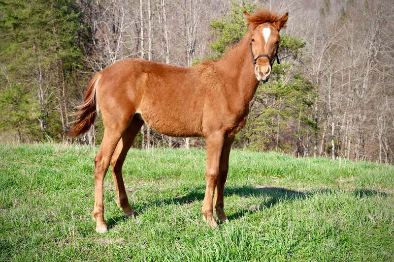 Sweet Lovable Yearling Colt