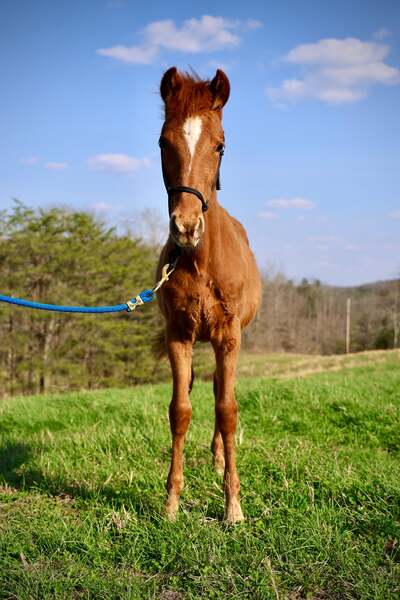 Sweet Lovable Yearling Colt