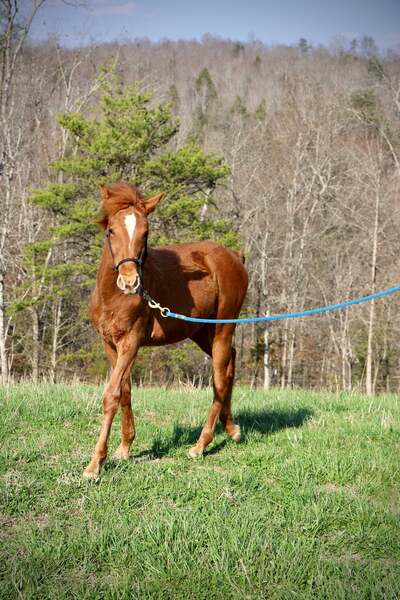 Sweet Lovable Yearling Colt