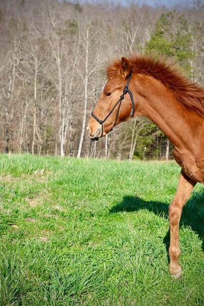 Sweet Lovable Yearling Colt