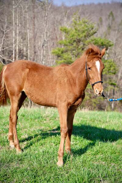 Sweet Lovable Yearling Colt
