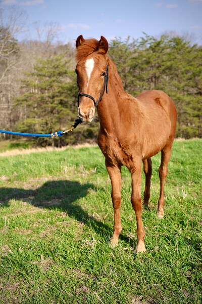 Sweet Lovable Yearling Colt 