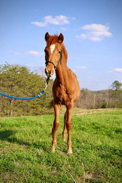 Sweet Lovable Yearling Colt