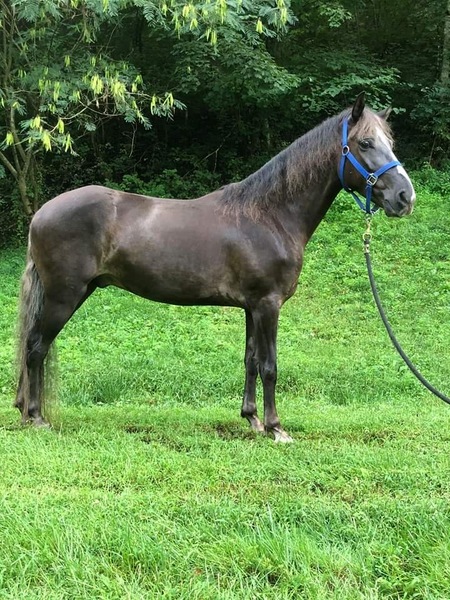Rocky Mountain Horses for Sale KY Trail Horse Finders, Mount sterling