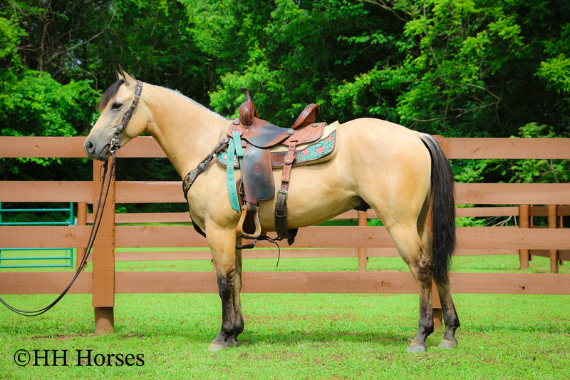 SUPER HANDSOME, ATHLETIC, WELL TRAINED AQHA DOUBLE REGISTERED LINEBACK DUN GELDING, REINING TRAINING 