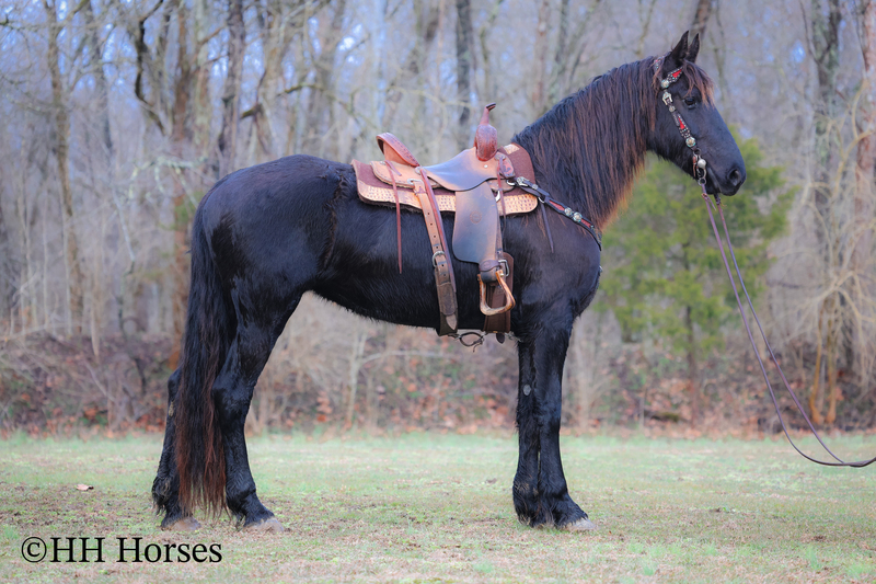 WELL BROKE FANCY TRAVELING BLACK FRIESIAN SPORT HORSE MARE, RIDES AND DRIVES, FUN WITH LOTS OF ACTION