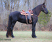 WELL BROKE FANCY TRAVELING BLACK FRIESIAN SPORT HORSE MARE, RIDES AND DRIVES, FUN WITH LOTS OF ACTION