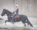 WELL BROKE FANCY TRAVELING BLACK FRIESIAN SPORT HORSE MARE, RIDES AND DRIVES, FUN WITH LOTS OF ACTION