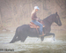 WELL BROKE FANCY TRAVELING BLACK FRIESIAN SPORT HORSE MARE, RIDES AND DRIVES, FUN WITH LOTS OF ACTION