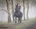 WELL BROKE FANCY TRAVELING BLACK FRIESIAN SPORT HORSE MARE, RIDES AND DRIVES, FUN WITH LOTS OF ACTION