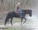 WELL BROKE FANCY TRAVELING BLACK FRIESIAN SPORT HORSE MARE, RIDES AND DRIVES, FUN WITH LOTS OF ACTION