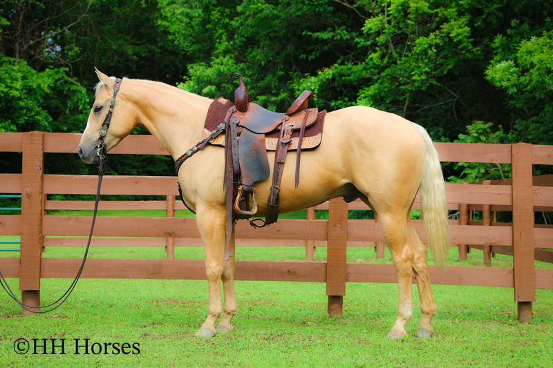 REAL COOL, STOUT AQHA REGISTERED PALOMINO QUARTER HORSE GELDING, RANCH, TRAIL RIDE, GENTLE