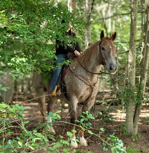 Check this guy out!!!! Draft/q horse cross. For Sale in Union,