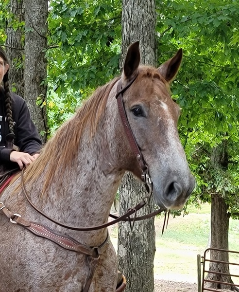 Check this guy out!!!! Draft/q horse cross. For Sale in Union, Georgia
