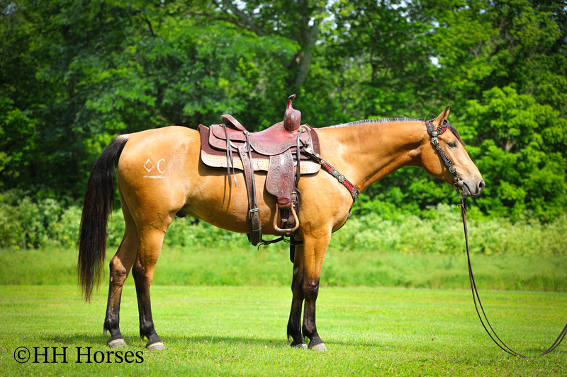HANDSOME, RESPONSIVE, AND FUN GOLDEN BUCSKSKIN QUARTER HORSE GELDING, RANCH WORK, TRAIL RIDE