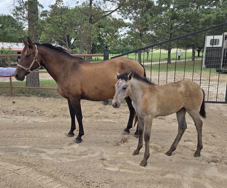 Proven ANCCE Approved Mare