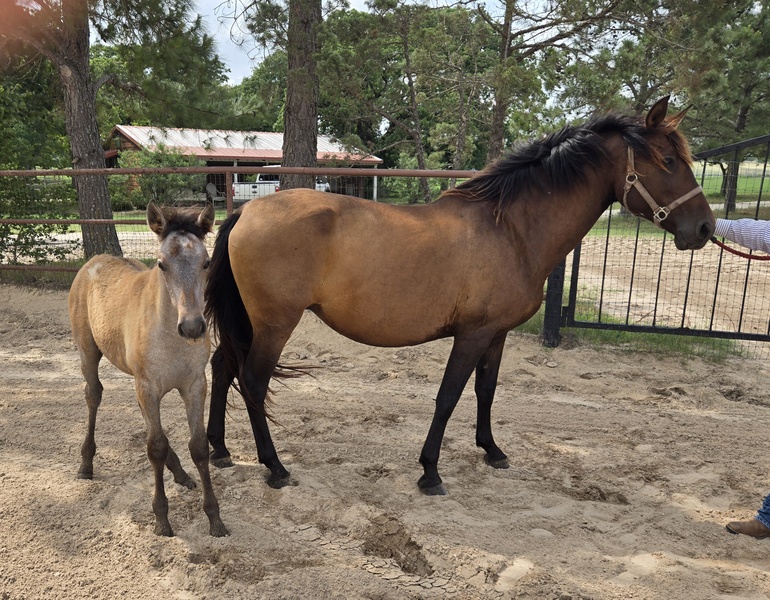 Proven ANCCE Approved Mare