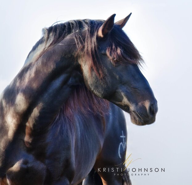 Proven ANCCE Approved Mare